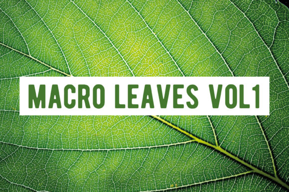 Download Macro Leaves - Macro Collection