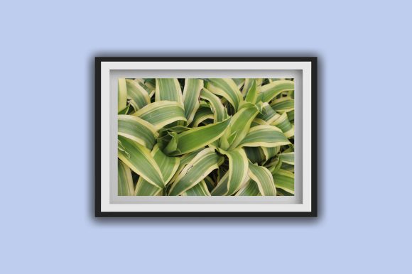 Download Grass Macro Photography Set, 3 Photos - Macro Collection